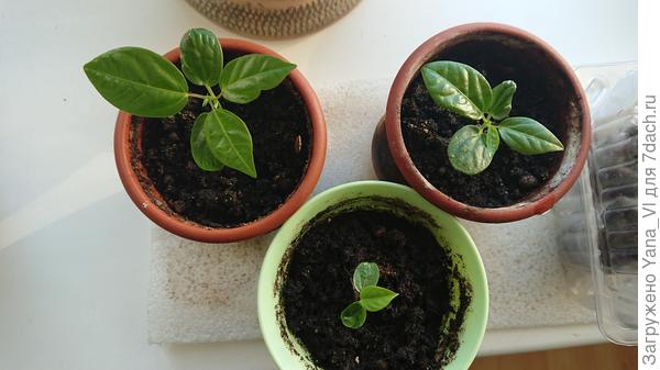 А мои сейчас такие :) Два (побольше) один сорт - Маэстро, третья - задохлик, другой сорт Алата Рэд. Единственный всход из всего пакета.