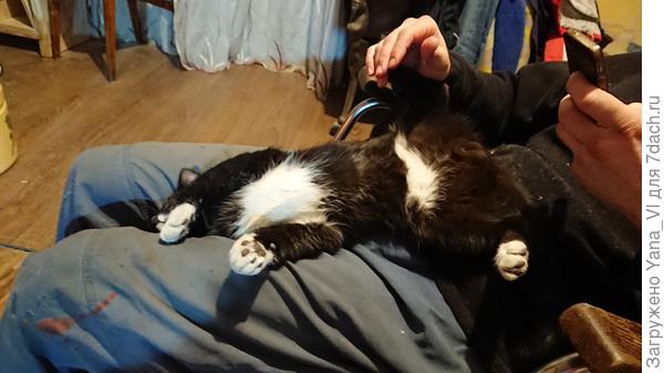 Валяется на коленях у хозяина на даче