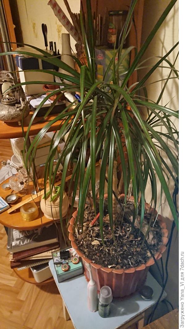 Моя драцена