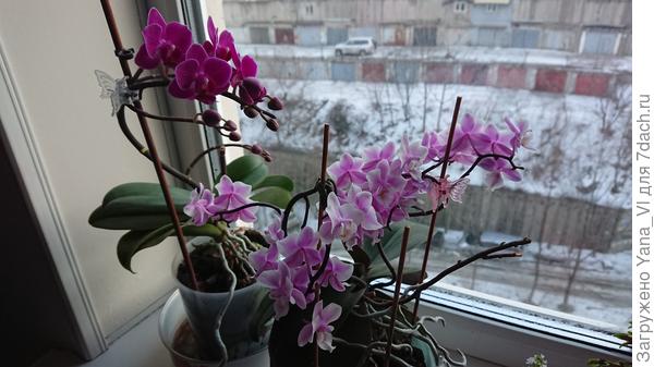 Уже две красавицы