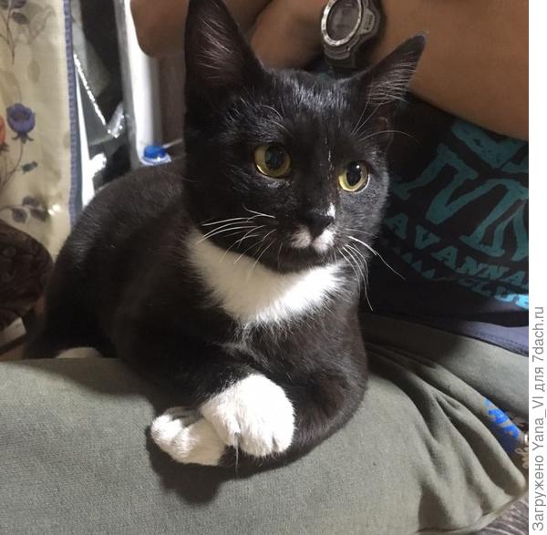 Кащей (Коша)