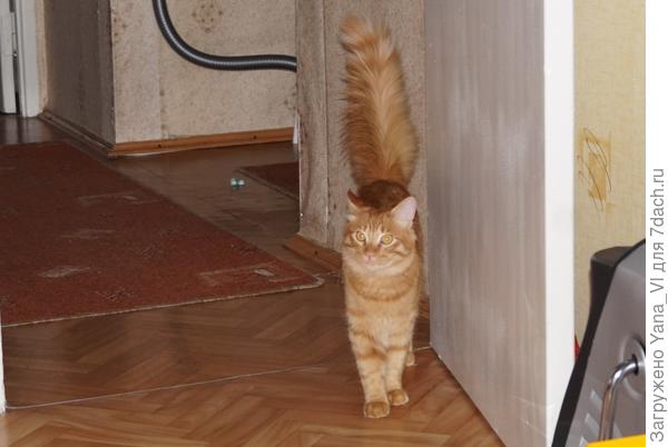 Теперь хвост как павлинье перо