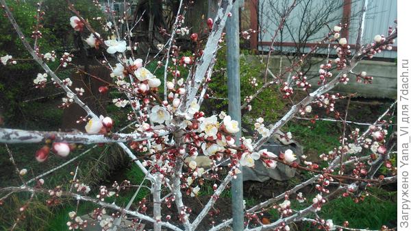 Цветение абрикоса