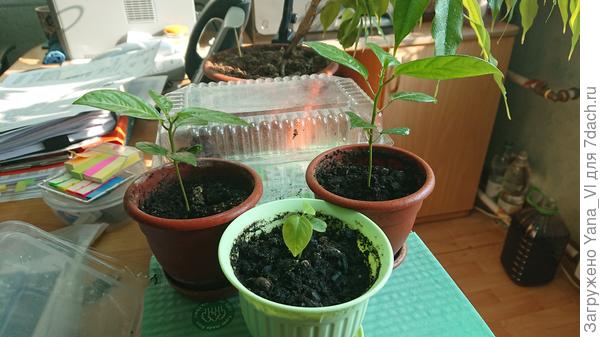 Мои три ростка. Один то маленький совсем, а два других (на втором плане) уже длинненькиее