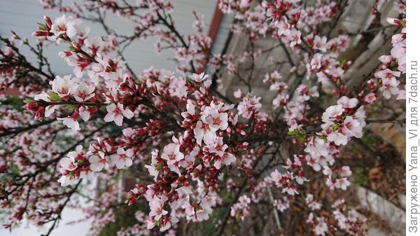 Весна будет!