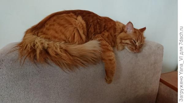 Рыжий уже напраздновался и отдыхает