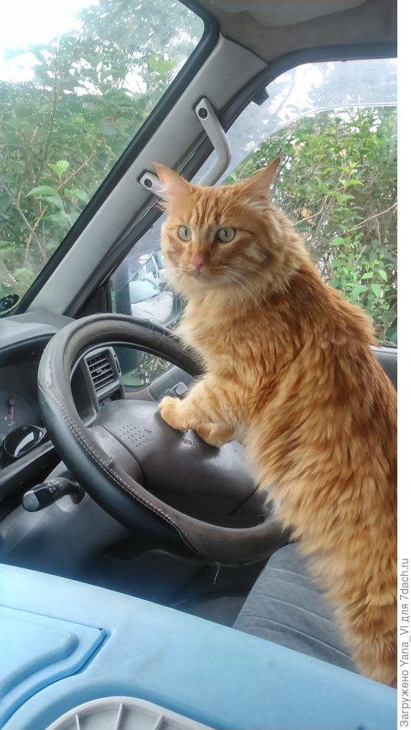 Рыжий срочно сел за руль и вперёд!