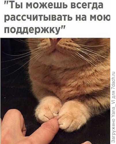 А это из интернета милота :)