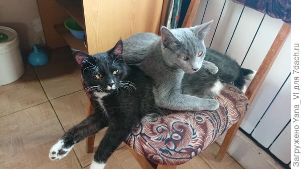 А Коша и Тэм всегда вместе