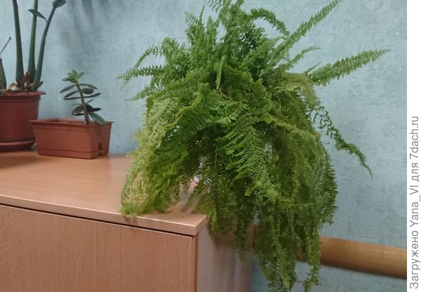 Крупным планом