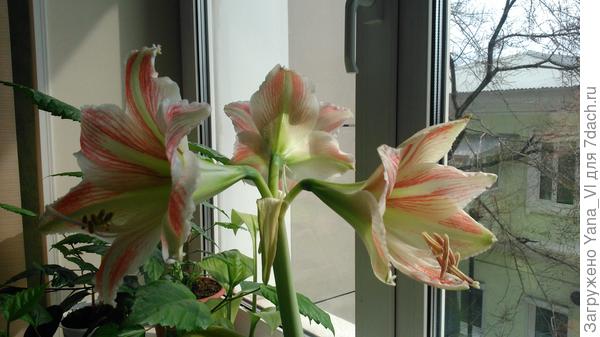 У меня вот такой... Это кто?