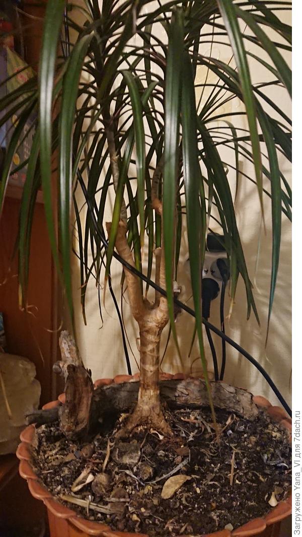 Светлая часть - старый ствол