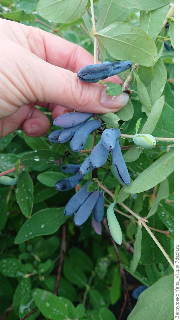А это Загогулинка