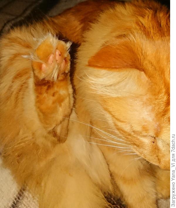 вот какие &quot;валенки&quot; у нас :)  Аж перьями торчат из ступни