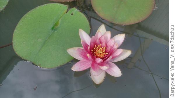 А это моя нимфея :) передаёт привет Вашим ;)