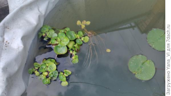 Вот они :) Лето холодное было, поэтому не цвели.