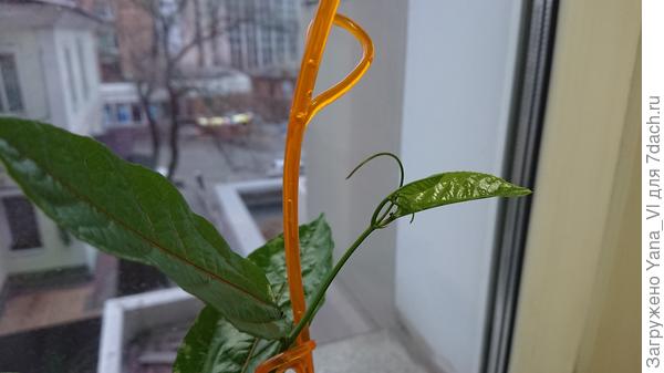 уже есть первый усик