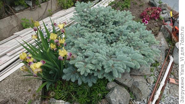 Та самая ёлочка - малышка, которую из под цветов видно не было...