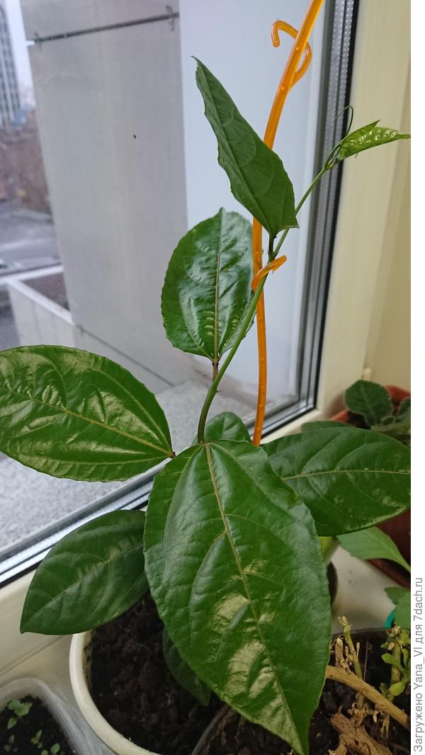 Пассифлора