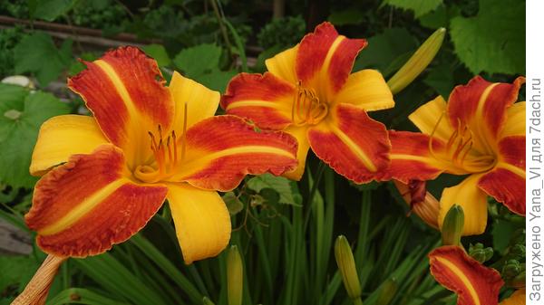 Франс Халс???