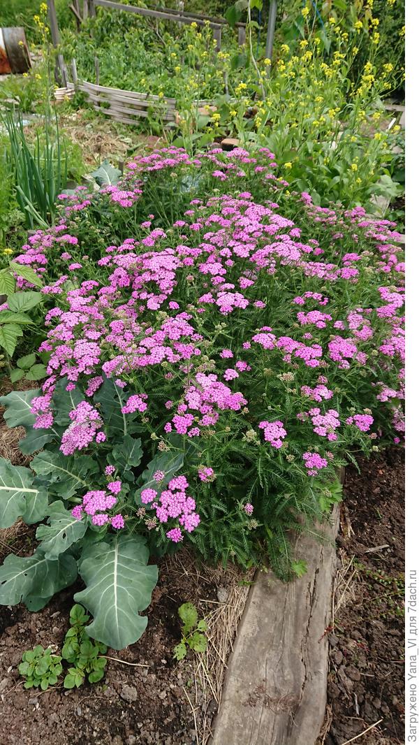 Капусту брокколи &quot;задавил&quot; играючи :)