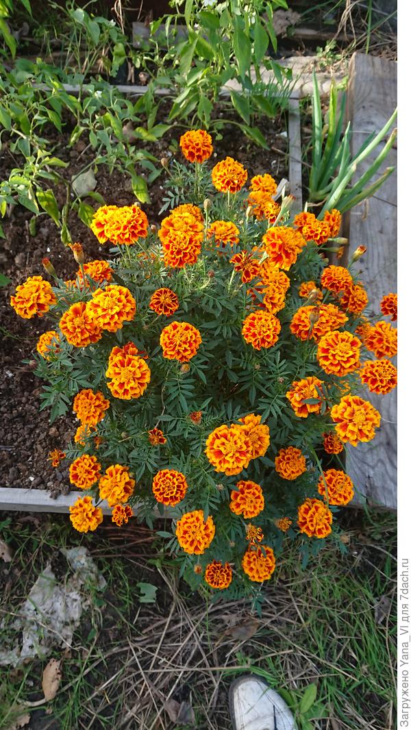 Вот такие люблю :) Они у меня по всему огороду, прямо в грядках натыканы :)