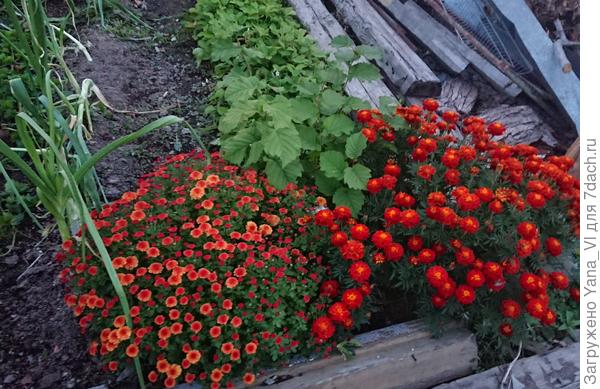 А вот здесь мне безумно нравится, как бархатец смотрится рядом с хризантемой Мультифлора. Такой же шарик :)