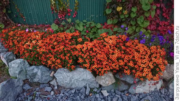 Они мне очень нравятся в бордюре...