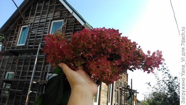 А потом совсем тёмно розовая...