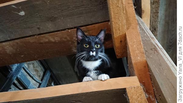Кащей (Коша)