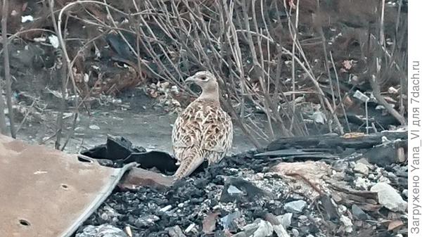 Зато прямо в городе, у гаражей сфотографировала самочку фазана... И что только она там делала?