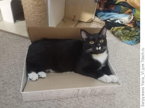 А ещё мы любим коробочки...