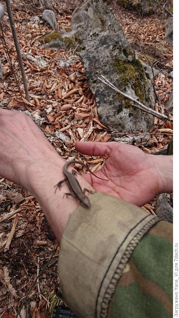 Уже проснулись ящерки