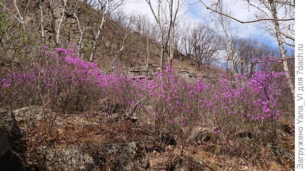 В лесу багульник не так эффектен, как на скалах. Но тоже красив.