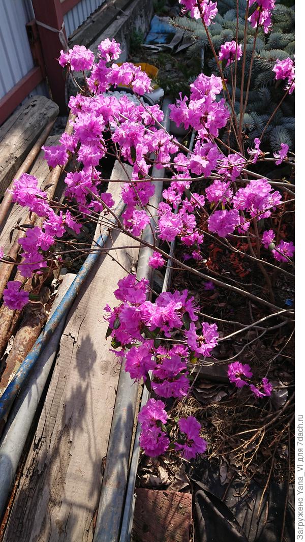 Мой домашний дикий багульник :)