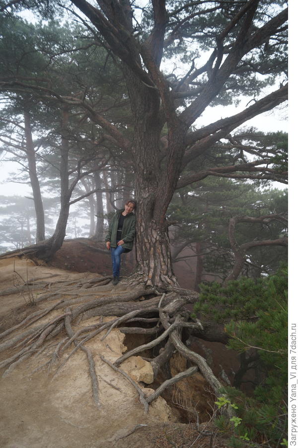 Сосны на обрыве
