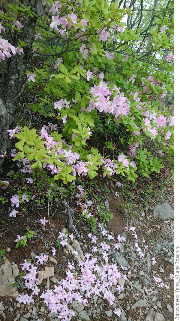 И даже на обочине лесной дороги....