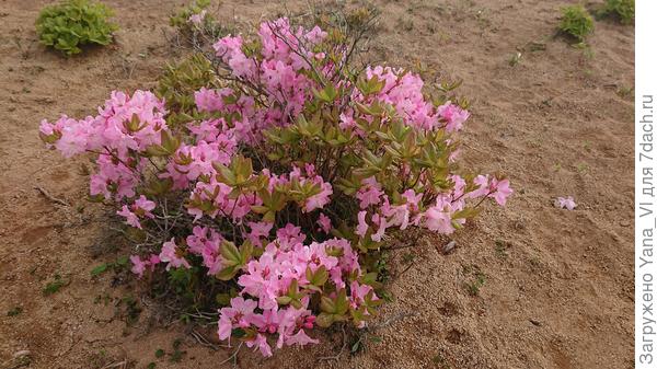 Дикий, в морском заповеднике