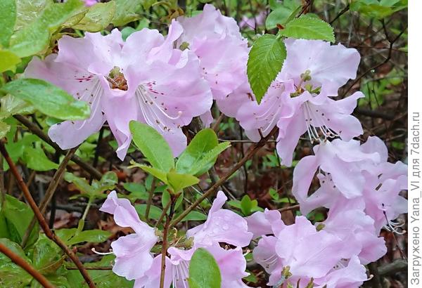 Цветы крупно