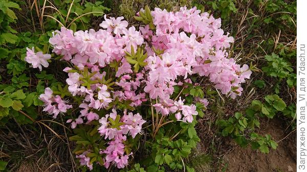Привет вашему рододендрону от его дикого собрата :)