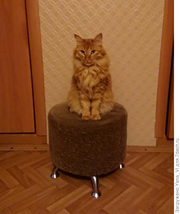 И сели мы с котом ждать урожая апельсинов (ой, лимонов ) :)