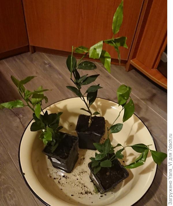 Первым делом я их напоила...