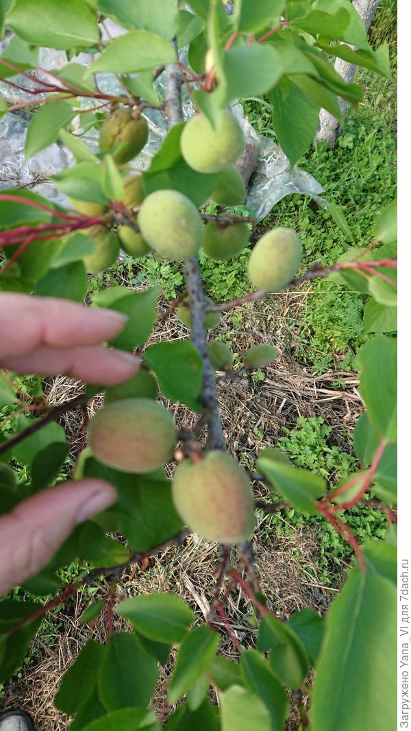 Зато абрикос перезимовал, и даже плоды завязались :)