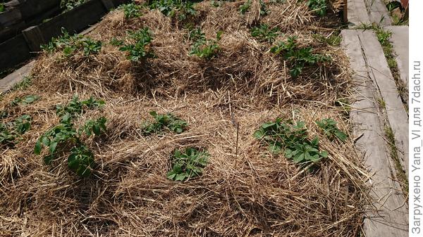 А здесь уже закопано целиком, только ушки торчат.