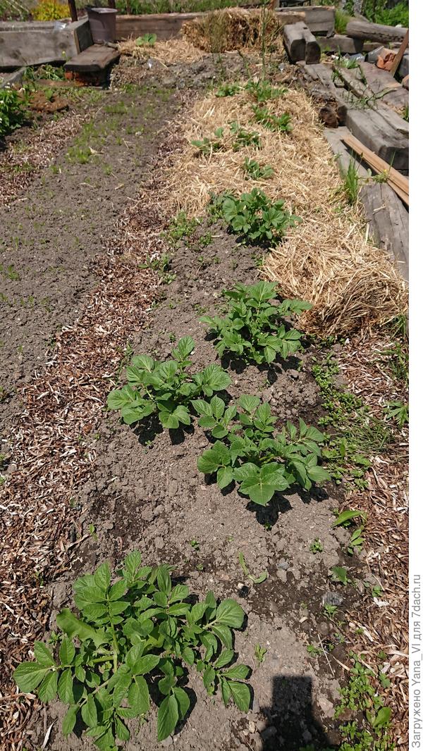 Дата съёмки - 2 июня. Начинаю закладывать сеном рядок.