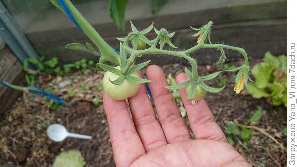 Вот тут уже я пищала от радости :) хоть что то расти начало!