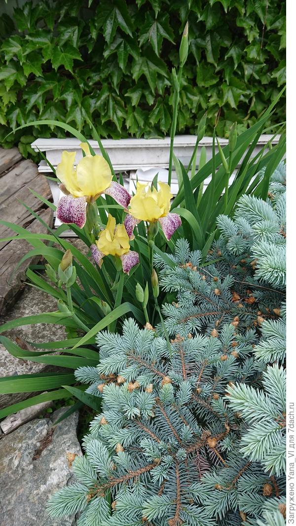 Слева от ёлки торчат :)