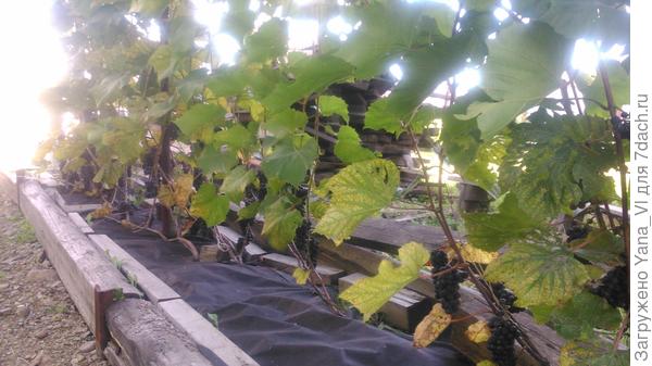 Здесь вот видно, что основной рукав лежит горизонтально, а однолетние приросты с кистями идут вверх