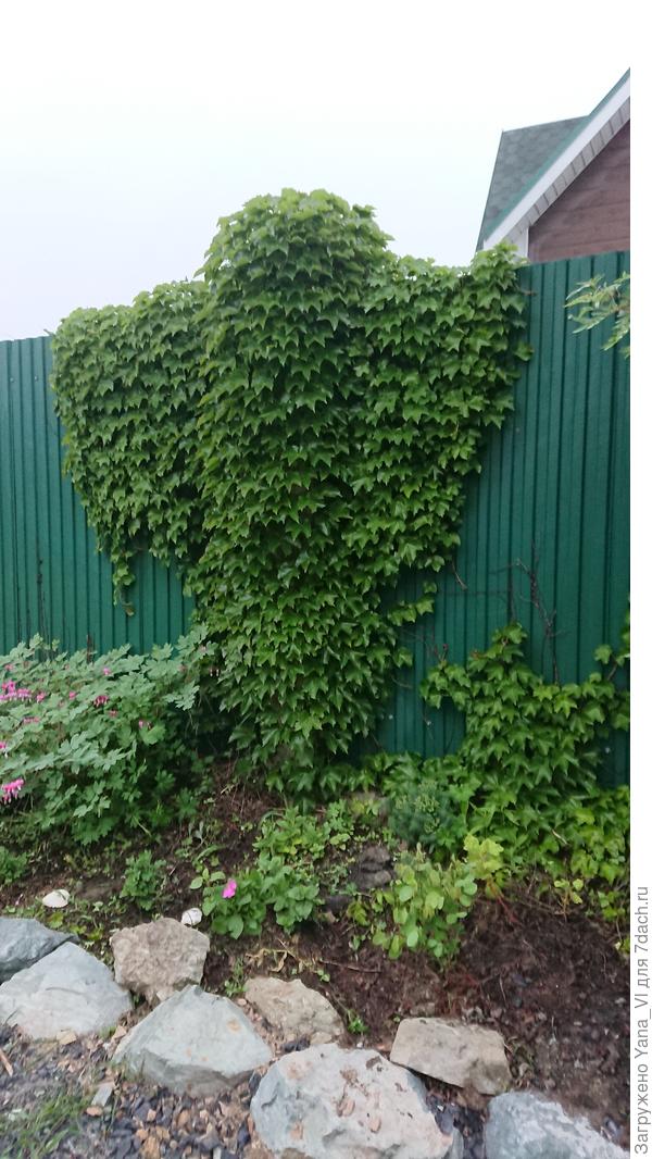 А тут она же на переднем плане справа. Так сказать - в интерьере :)