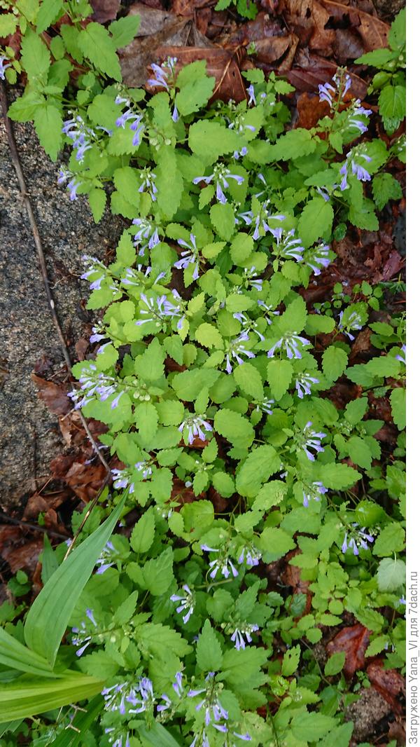 Лесные цветочки... не знаю, как называются, но мне очень понравились